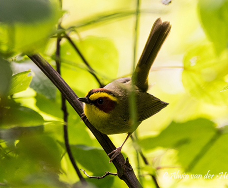 Conservación de aves migratorias neotropicales en Monte Mojino